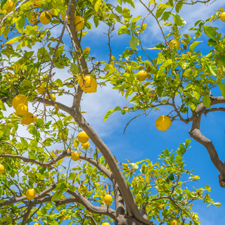 Lemon tree und blauer Himmel 